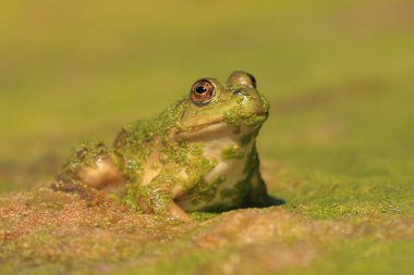 Yeşil bir kurbağanın yosunlarla kaplı bir göl ya da gölün yüzeyinde oturduğu izole edilmiş bir vücut fotoğrafı..