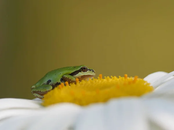 Gros Plan Une Jolie Minuscule Rainette Pacifique Rainette Faux Grillon — Photo