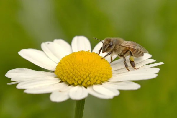 Close Honeybee Petals Daisy Blurred Green Background —  Fotos de Stock