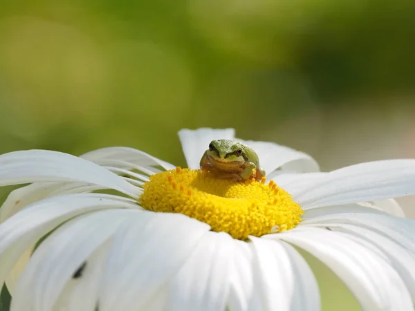 Close Cute Tiny Pacific Tree Frog Pacific Chorus Frog Pseudacris — Stockfoto