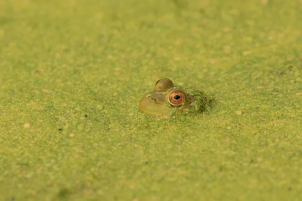 Side Close Green Frog Peeking Its Eyes Water Algae Surface —  Fotos de Stock