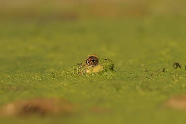 Side Eye Level Close Green Frog Peeking Its Eyes Water — Fotografia de Stock