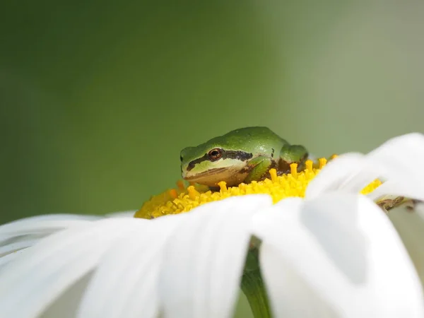 Close Cute Tiny Pacific Tree Frog Pacific Chorus Frog Pseudacris — Fotografia de Stock