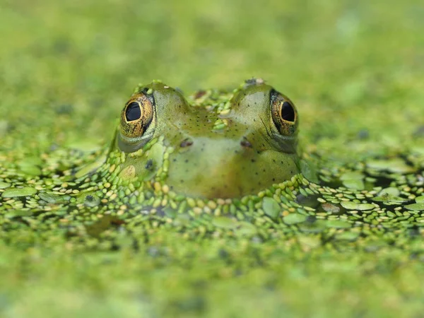 Yeşil Bir Kurbağanın Gözünün Önündeki Göz Hizasında Üzerindeki Yosunlarını Gölet — Stok fotoğraf