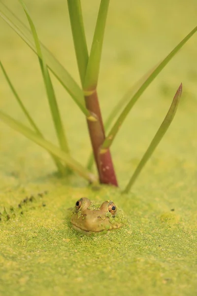 Green Frog Peeking Its Eyes Surface Algae Covered Pond Lake — Fotografia de Stock