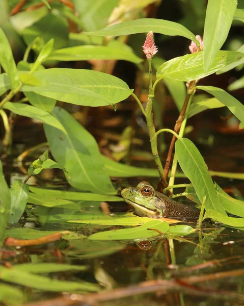 American Bullfrog Peeking Its Eyes Head Surface Calm Pond Lake — Foto Stock