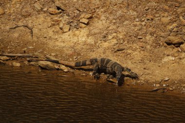 Bir Bell fazı Lace Goanna (ya da Tree Goanna, Varanus) Avustralya 'nın Yeni Güney Galler bölgesindeki Capertee Vadisi' nde çatallı dili ile bir göl veya gölden su içmektedir..