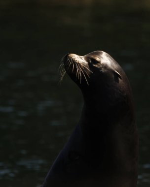 Pasifik Kıyısı Ulusal Parkı 'ndaki bir deniz aslanının kafasının ve yüzünün yakın plan portresi kısmen güneş ışığıyla aydınlatılmış, geri kalanı ise gölgede..