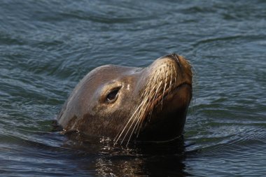 Pasifik Kıyısı Ulusal Parkı 'ndaki Vancouver Adası açıklarında okyanusta yüzen bir deniz aslanının kafa ve yüzüne yakın çekim..