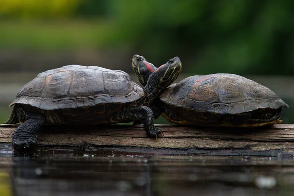 两只红耳龟坐在湖里或池塘里的原木上 头靠在一起休息 — 图库照片