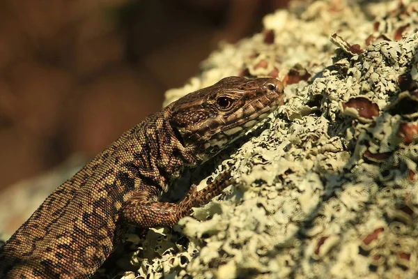 Close European Wall Lizard Moss Covered Rock — Stock Fotó