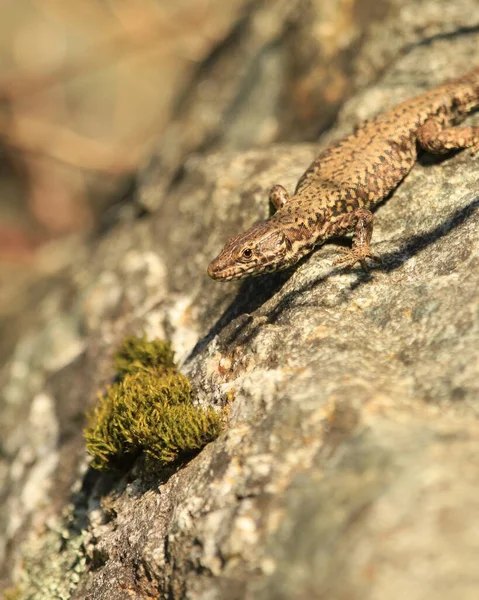 European Wall Lizard Rock Small Mossy Patch — Stock fotografie