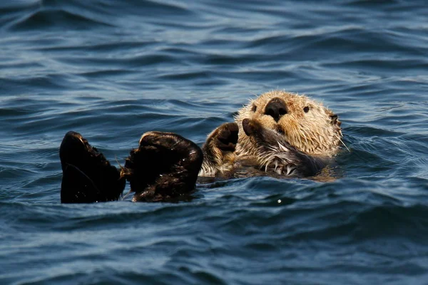 Sea Otter Enhydra Lutris Floating Its Back Water Its Feet — стокове фото