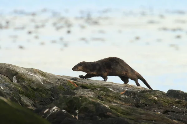 North American River Otter Lontra Canadensis Walking Rocky Shore Victoria — Foto Stock