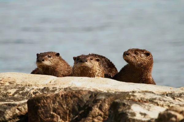 Family Three North American River Otters Lontra Canadensis Lined Row — Fotografia de Stock