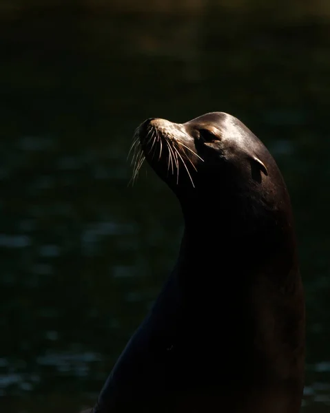Close Portrait Head Face Sea Lion Pacific Rim National Park — стокове фото