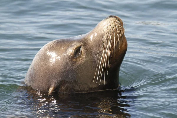 A close-up of the head and face of a sea lion swimming in the ocean off Vancouver Island in the Pacific Rim National Park Reserve.