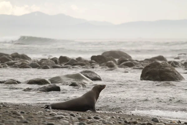 Okyanus Kıyılarında Bir Deniz Aslanı Vancouver Adası Nda Kayalık Bir — Stok fotoğraf