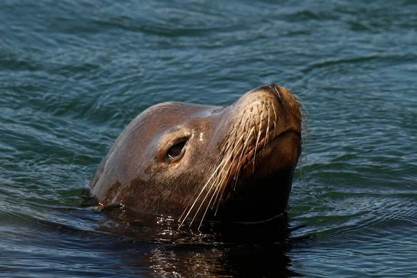 Close Head Face Sea Lion Swimming Ocean Vancouver Island Pacific — Fotografia de Stock