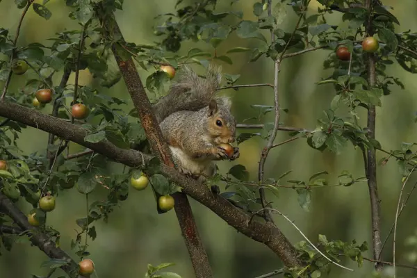 Eastern Grey Squirrel Sciurus Carolinensis Eating Cherry Tree Branch — Photo