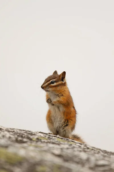 Yellow Pine Chipmunk Neotamias Amoenus Standing Upright Rock Atop Stawamus — Foto Stock
