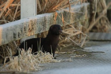 An American Mink on a wooden pier or dock surrounded by dry grass or reeds at Swan Lake in Victoria, BC, Canada. clipart