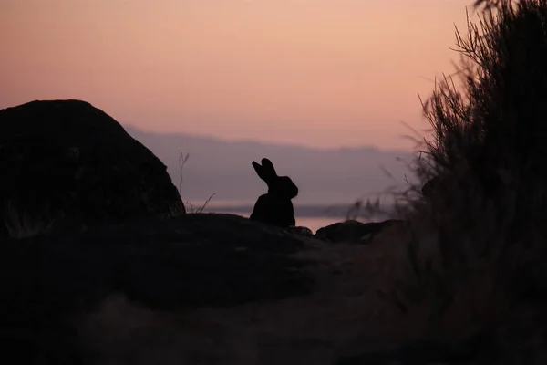 Coniglio Selvatico Silhouette Sulla Cima Del Monte Douglas Victoria Canada — Foto Stock