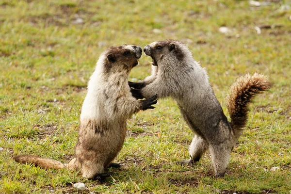 Два Hoary Marmots Marmota Caligata Воюють Прямо Трав Яному Полі — стокове фото