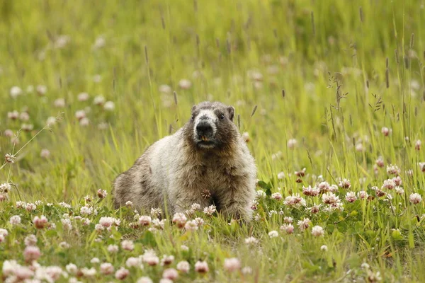 Hoary Marmot Marmota Caligata Campo Gramado Com Trevo Florido Montanha — Fotografia de Stock
