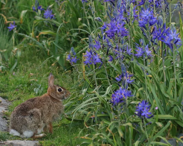 Coniglio Selvatico Seduto Accanto Alcuni Fiori Blu Nell Erba — Foto Stock