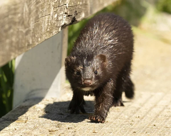 Mink Americano Che Cammina Lungo Molo Legno Attracca Lago Dei — Foto Stock