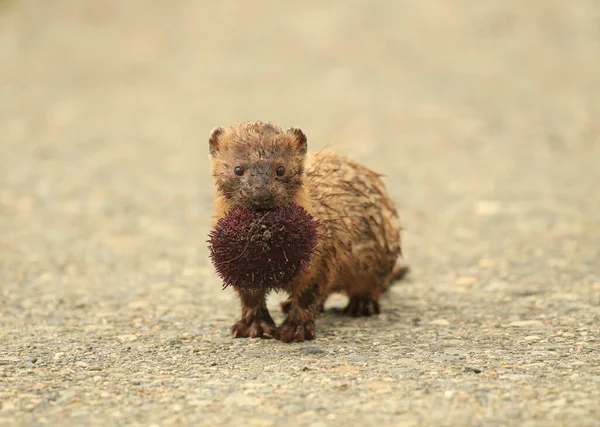 Американський Mink Neogale Vison Пурпуровим Морським Їжаком Роті Який Він — стокове фото