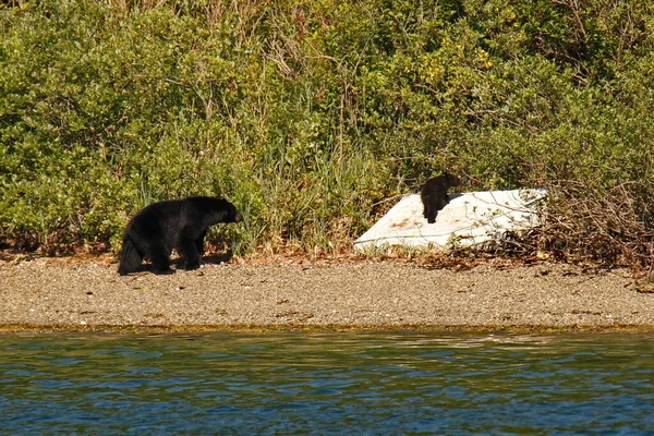 Μια Μαύρη Αρκούδα Ursus Americanus Και Κουτάβι Μια Παραλία Μωρό — Φωτογραφία Αρχείου