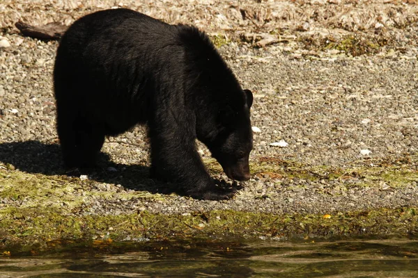 Urso Negro Americano Ursus Americanus Caminhando Forrageando Praia Perto Borda — Fotografia de Stock