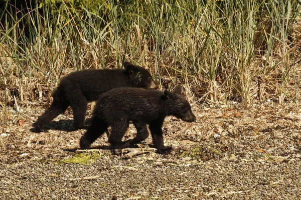 Due Piccoli Cuccioli Orso Nero Ursus Americanus Che Camminano Corrono — Foto Stock