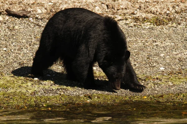 Μια Αμερικανική Μαύρη Αρκούδα Ursus Americanus Περπάτημα Και Αναζήτηση Τροφής — Φωτογραφία Αρχείου