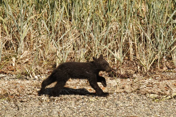 Piccolo Cucciolo Orso Nero Ursus Americanus Che Corre Lungo Una — Foto Stock