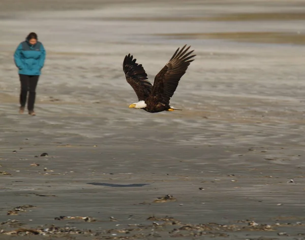 一只秃头鹰 Haliaeetus Leucohead 在加拿大不列颠哥伦比亚省托菲诺市切斯特曼海滩低空飞行 经过一名海滩守护者身旁 — 图库照片
