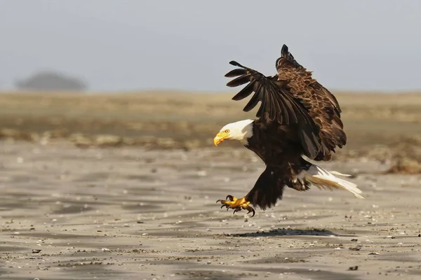 Flying Bald Eagle Haliaeetus Leucocephalus Landing Sandy Beach Its Wings — Stock Photo, Image