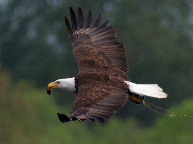 Yetişkin bir kel kartal yağmurda gagasında bir balıkla uçuyor pençelerinde gölden alınmış bitkilerle. Victoria, British Columbia, Kanada 'da çekildi..