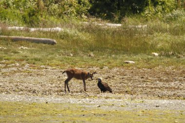 Bir geyik sahildeki Kel Kartal 'ı teftiş ediyor. Ucluelet, British Columbia, Kanada 'da çekildi..