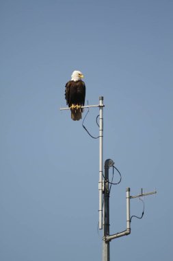 Metal bir kuledeki antenin üzerine tünemiş yetişkin bir kel kartal. British Columbia, Kanada 'da çekildi..