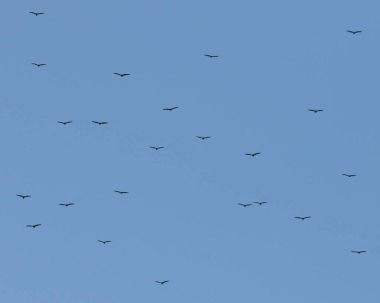 Uçan ya da mavi gökyüzüne çarpan bir akbaba sürüsü. Vancouver Adası, British Columbia, Kanada 'daki East Sooke Parkı' nda çekilmiş..