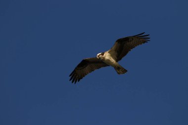 Mavi gökyüzüne karşı uçan bir Osprey ve bir sürü kopya alanı. British Columbia, Kanada 'da çekildi..