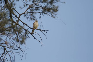 Avustralyalı Nankeen Kerkenez, Capertee Vadisi 'ndeki mavi gökyüzüne karşı ağaçta..