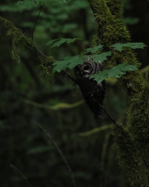 Yeşil bir ormanda yosunlu bir ağaçta yaprağın arkasına saklanan bir Parmaklıklı Baykuş. Victoria, British Columbia, Kanada yakınlarında çekildi..