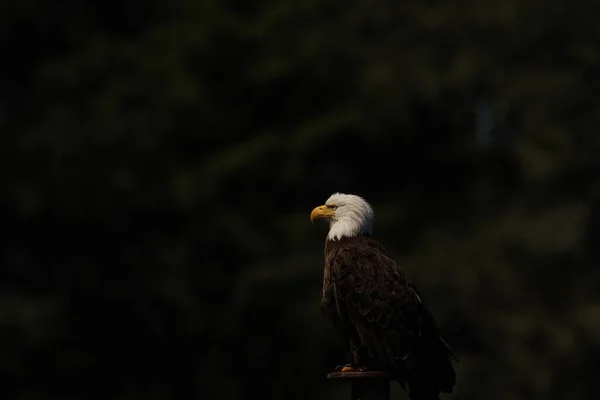 Sidovy Vuxen Bald Eagle Sittande Med Mörk Bakgrund Och Massor — Stockfoto