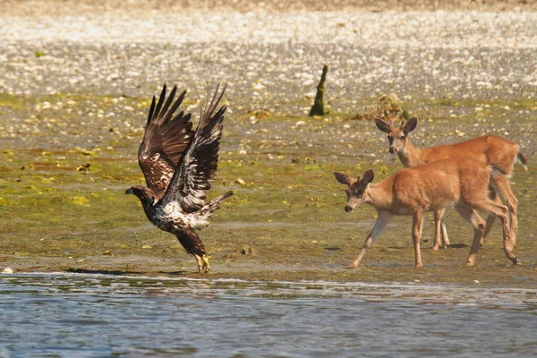 Juvenile Bald Eagle Being Chased Away Pair Deer Beach Taken — Stock Photo, Image