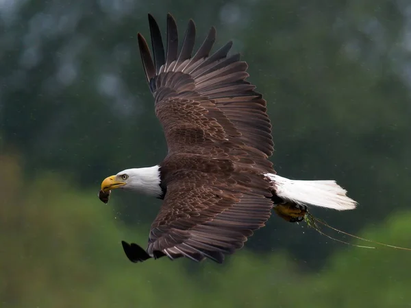 Adult Bald Eagle Flying Fish Its Beak Rain Plant Matter — Stock Photo, Image