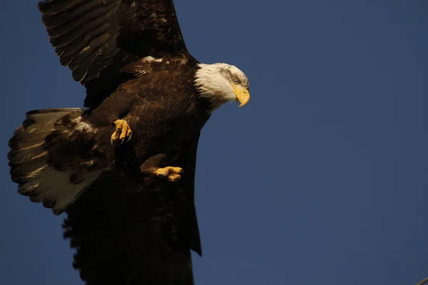 Closeup Bald Eagle Flying Overhead Its Talons Out Taken Ladner — Stock Photo, Image